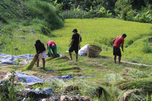 बागलुङका किसानलाई चैते धान थन्क्याउने चटारो